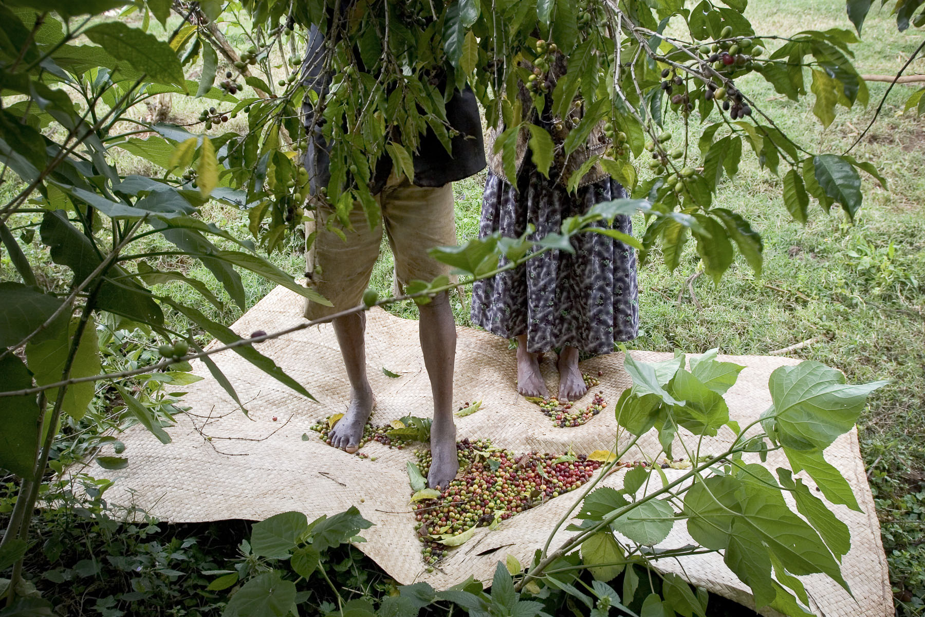Bonga, the homeland of coffee. Coffee bean harvest at Cheik Mohamed’s in November 2004