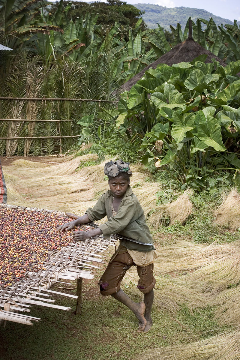 Mankra, the homeland of coffee. Young man picking coffee beans in November 2004
