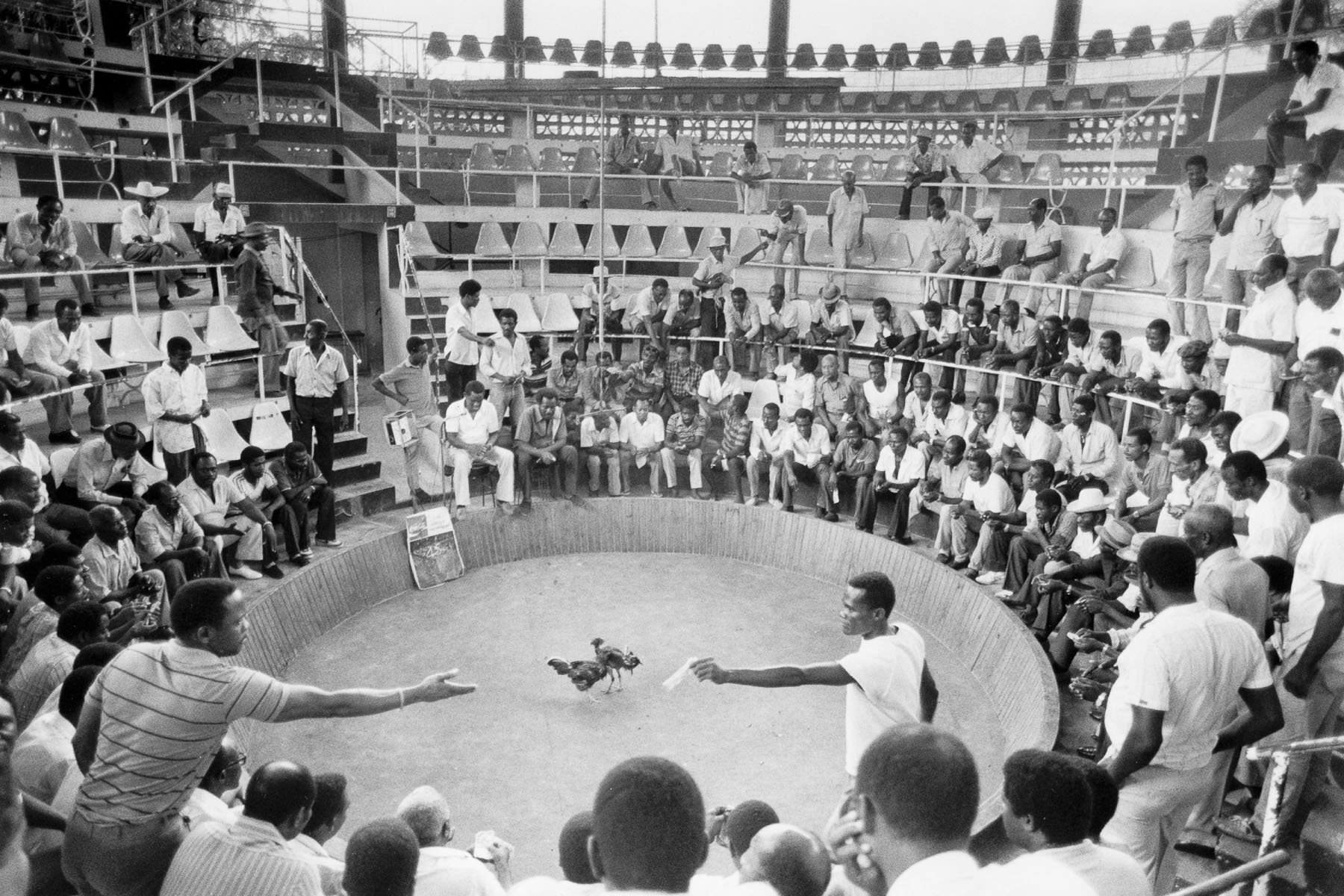 Rooster fight in Petion-Ville in August 1986