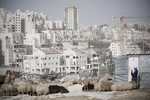 A Palestinian sheperd watching his flock in front of the Har Homa Israeli colony in construction in November 2009