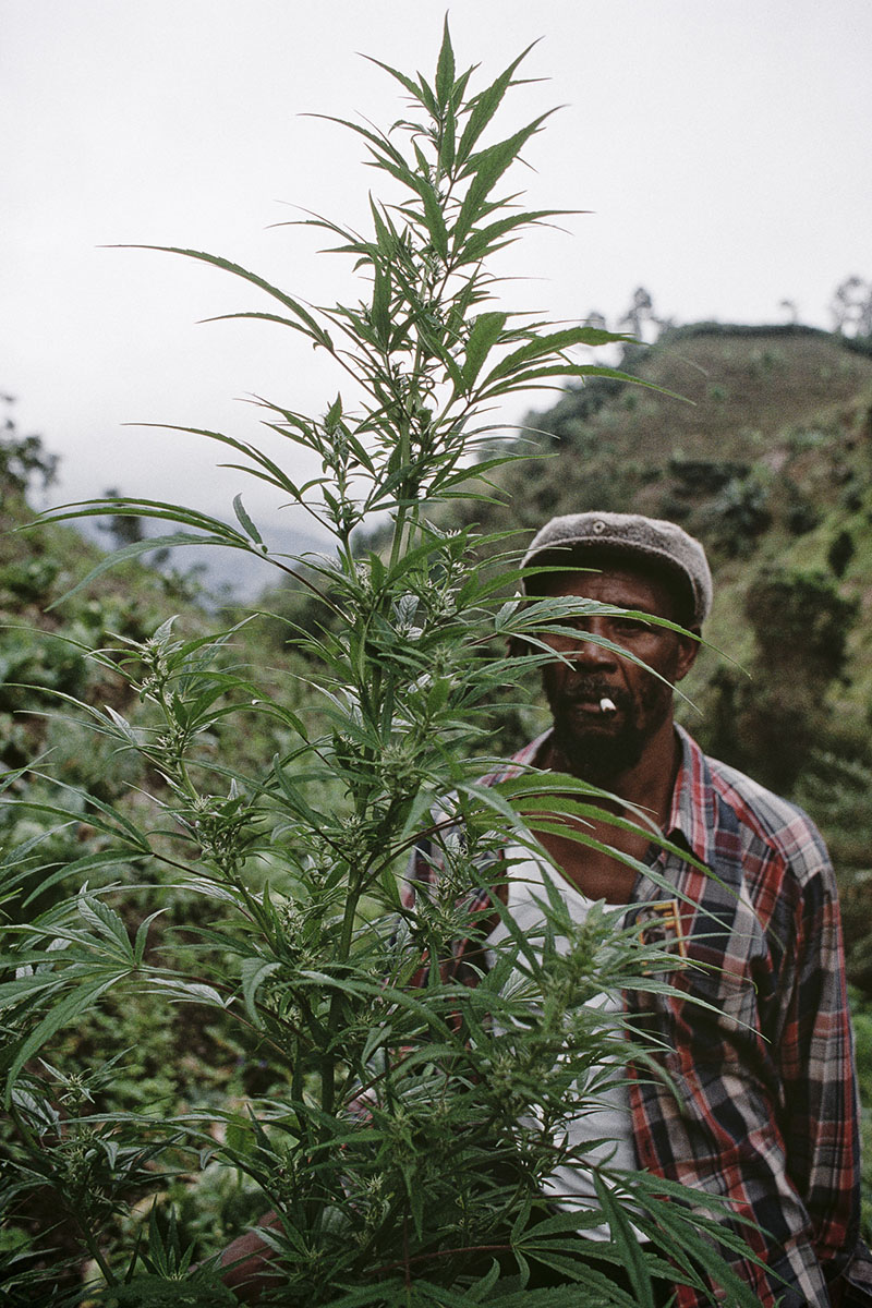 Rasta farmer behind a marijuana plant in January 2001
