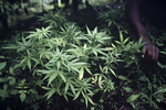 Marijuana growing under coffee plants in January 2001