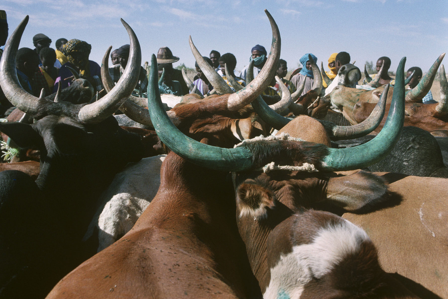 Peuls and their herd in Diafarabe in 1994