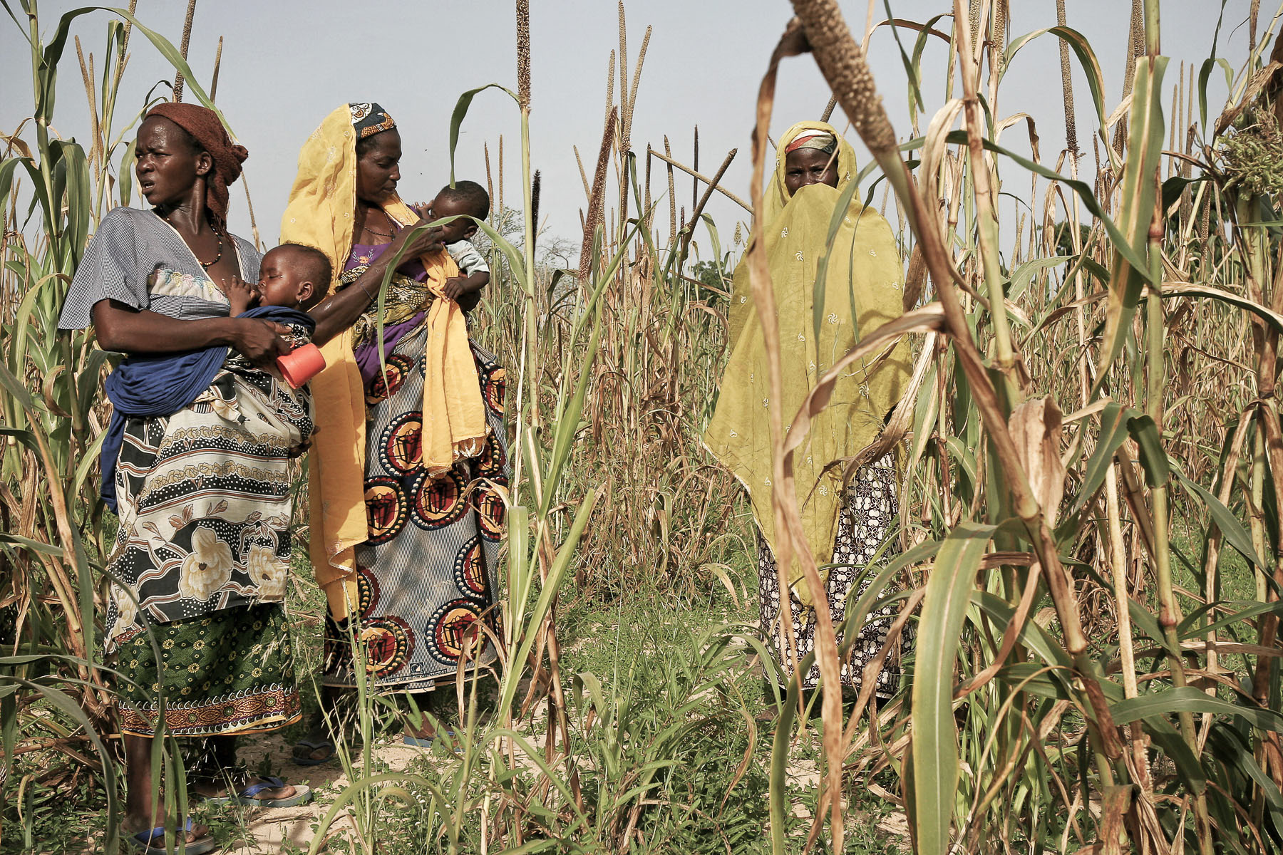 Women in a millet field in September 2005