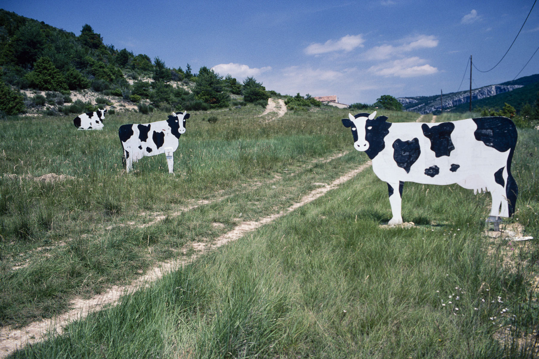 Billboards representing milk cows near the Gorges of the Verdon. 2000