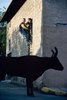Abrivado. Games with the bulls set loose in the village streets. 2000