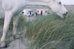 Horse roaming free on the beach. 2000