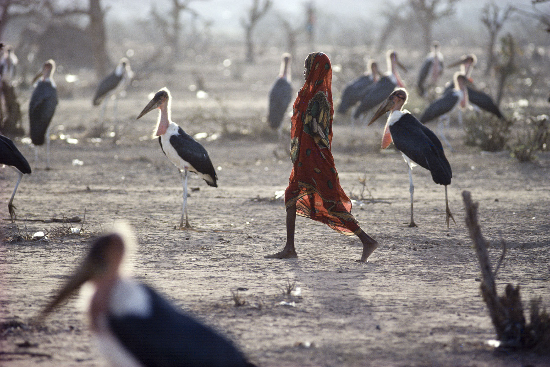 A young Somali refugee crosses a field filled with marabous storks in July 1992
