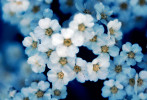 flower-photography-color-photographer-adrian-hancu-moldova-chisinau-romania-bucharest-009
