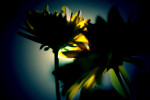 flower-photography-color-photographer-adrian-hancu-moldova-chisinau-romania-bucharest-016