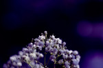 flower-photography-color-photographer-adrian-hancu-moldova-chisinau-romania-bucharest-024