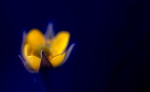 flower-photography-color-photographer-adrian-hancu-moldova-chisinau-romania-bucharest-026