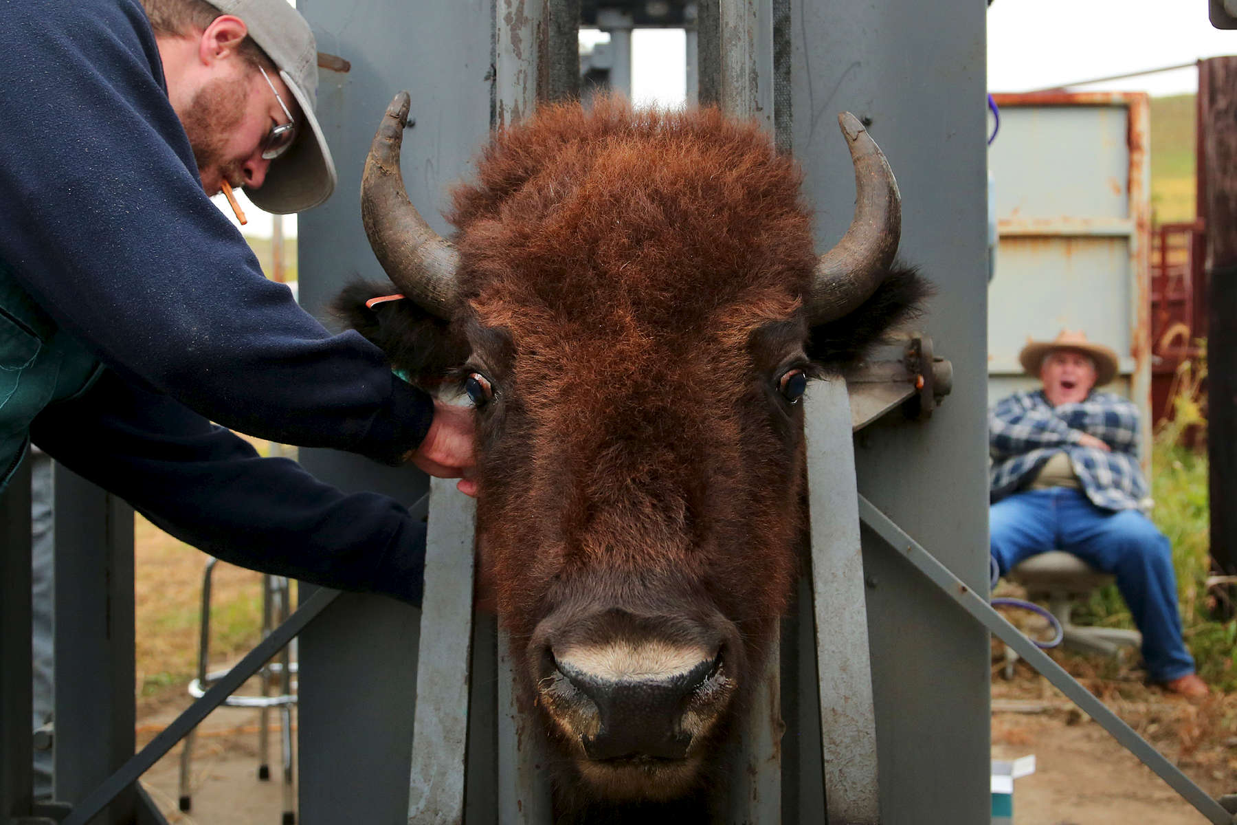 Veterinarian Dr. Travis Hawkins drew blood from a bison as it sat in a squeeze chute. Of the animals processed during the roundup, 20 would return to Illinois to form a new herd at the Nachusa Grasslands.