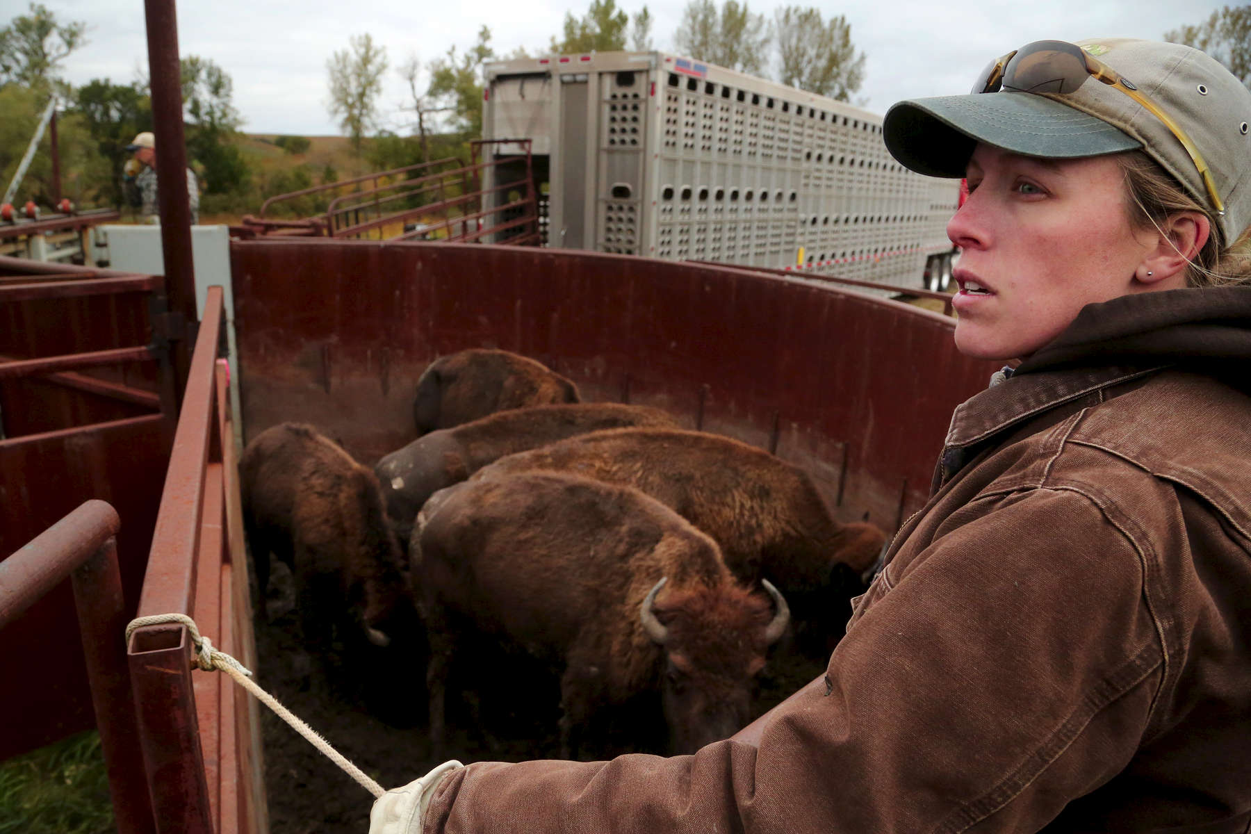 Emily Hohman, the western Iowa land steward for The Nature Conservancy, right, tried to move a group of bison through a sweep tub onto a truck bound for the Nachusa Grasslands in Illinois.