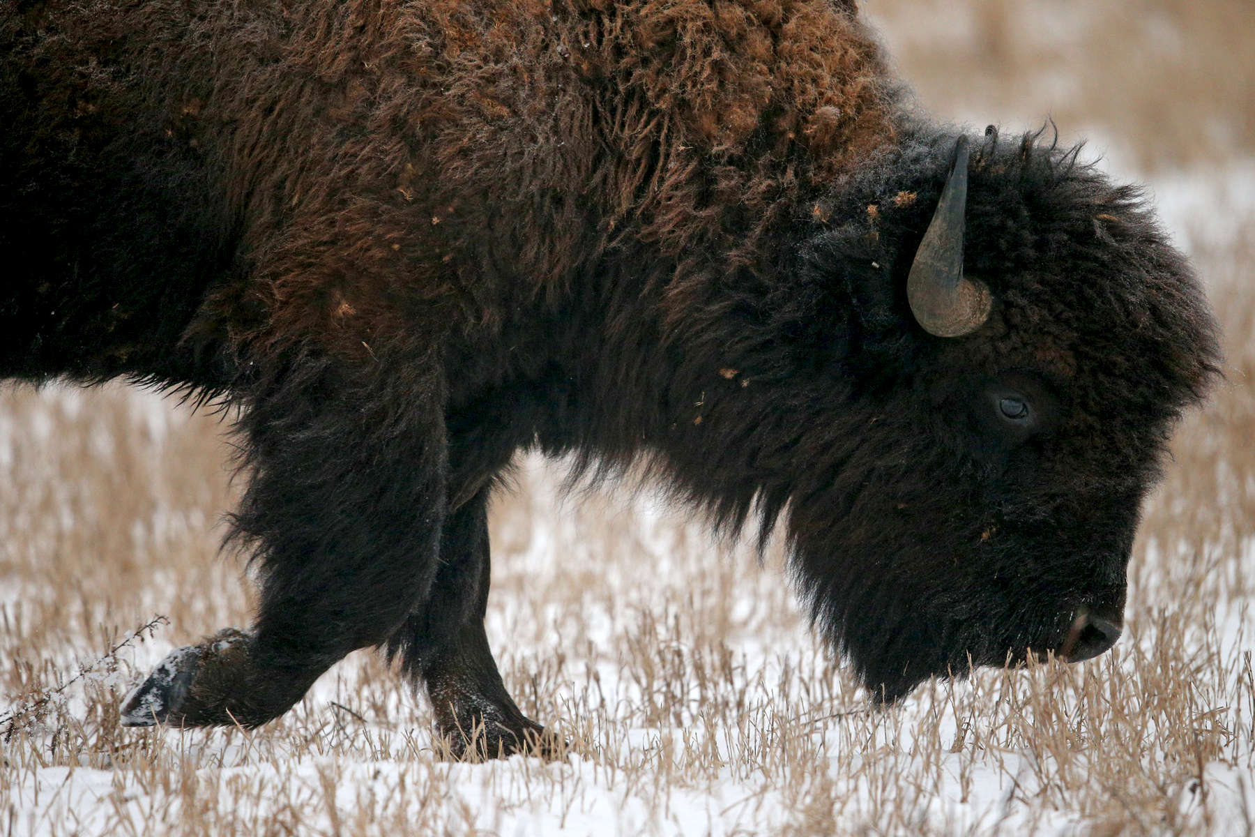 One of two large male bison grazed at the Nachusa Grasslands prairie restoration site as the season's first snowfall blaketed the area in white. 