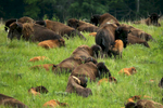 A bison cow nursed her calf as they stood with the herd in the tall grass at the Nachusa Grasslands. More than 10 bison calves were born in the herd's first year in Illinois.