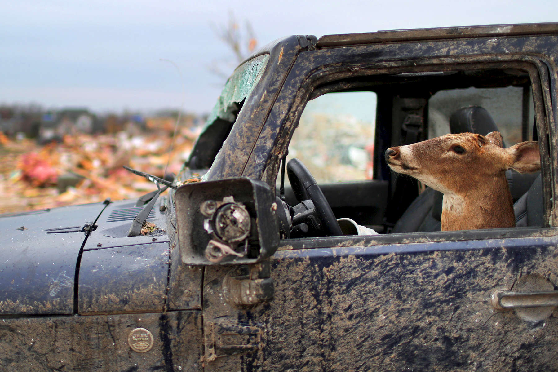 A taxidermied deer mount sat in the front seat of a mangled Jeep Wrangler after a tornado ripped through the town of Washington, Ill. 