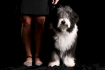 Robby, a 6-month-old bearded collie, shown by Abbie Morrie