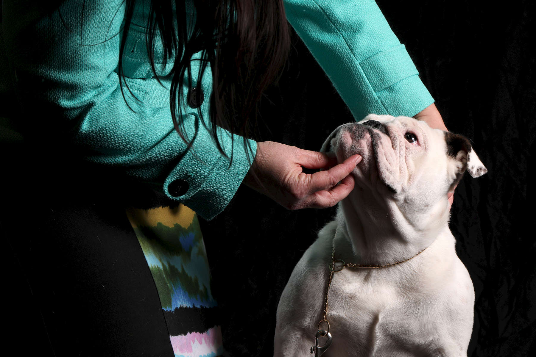 Meraki, a 7-month-old show bulldog in training, shown by Sandra Fulton-Cooper