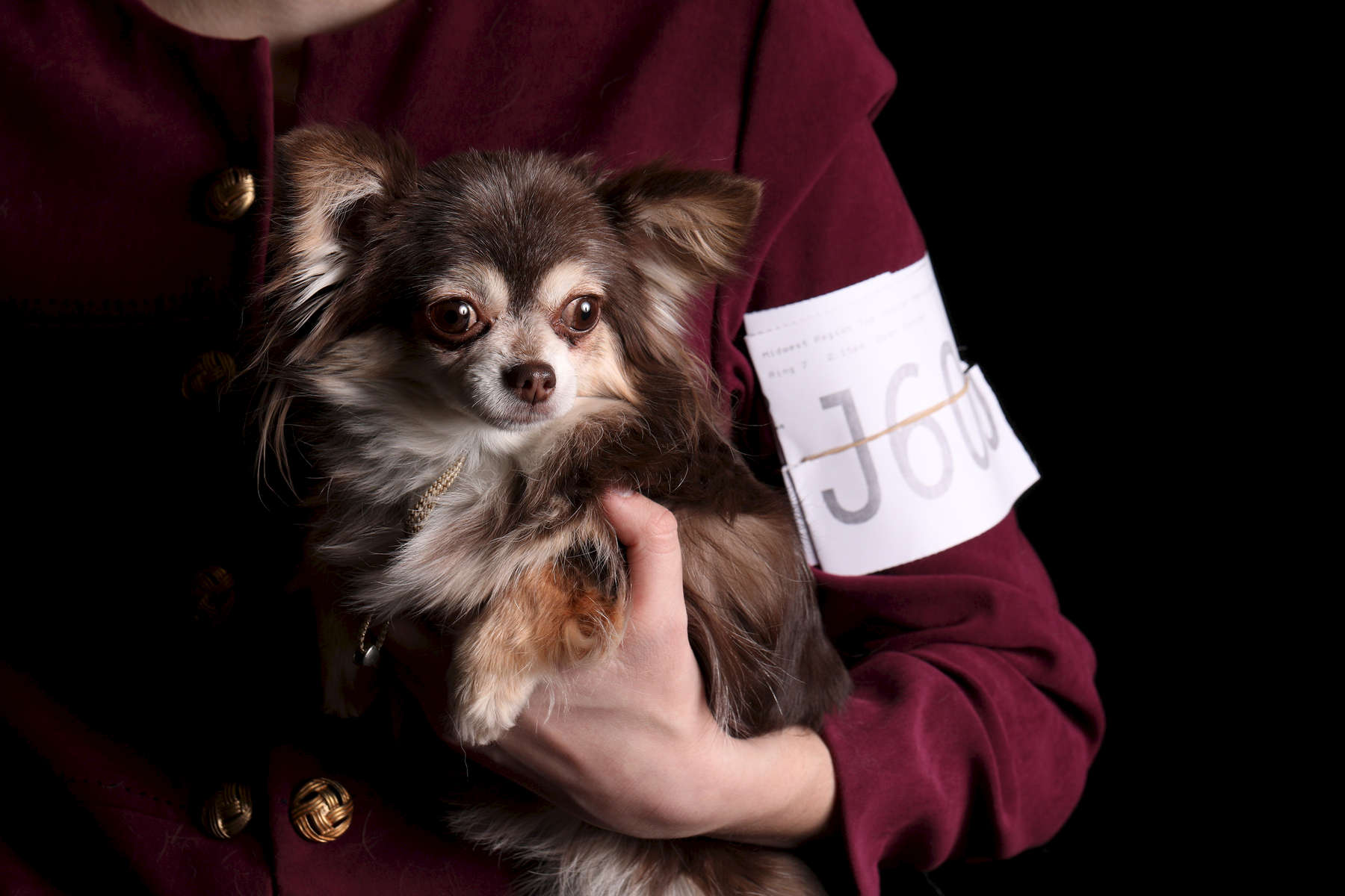 Sunny, a 7-year-old Chihuahua, shown by Samantha Van Buren
