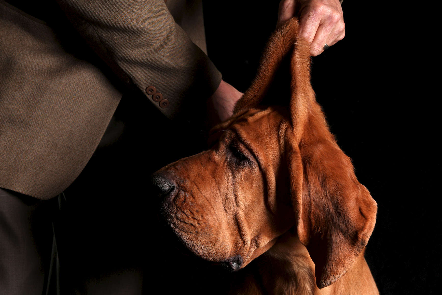 Karma, a 3-year-old bloodhound, shown by John Benoit