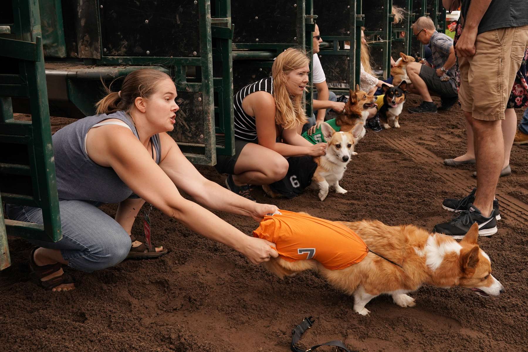 Rachel Geiser grabbed ahold of her dog Link's silks as he broke early from the starting gate as the other dogs were being loaded prior to the Corgi Dog Races Championship during the Bark in the Park dog races at Canterbury Park in Shakopee, Minn. Link went on to win the race.