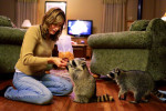Robin Swift treated Loverboy, center, and Blackie with cheese crackers during the two's nightly visit to the Swift's home in Tonica, Ill. Swift raised the two raccoons from infancy after they were abandoned by their mother. Despite living on their own in the wild, the two come back nightly to visit with the Swifts. 
