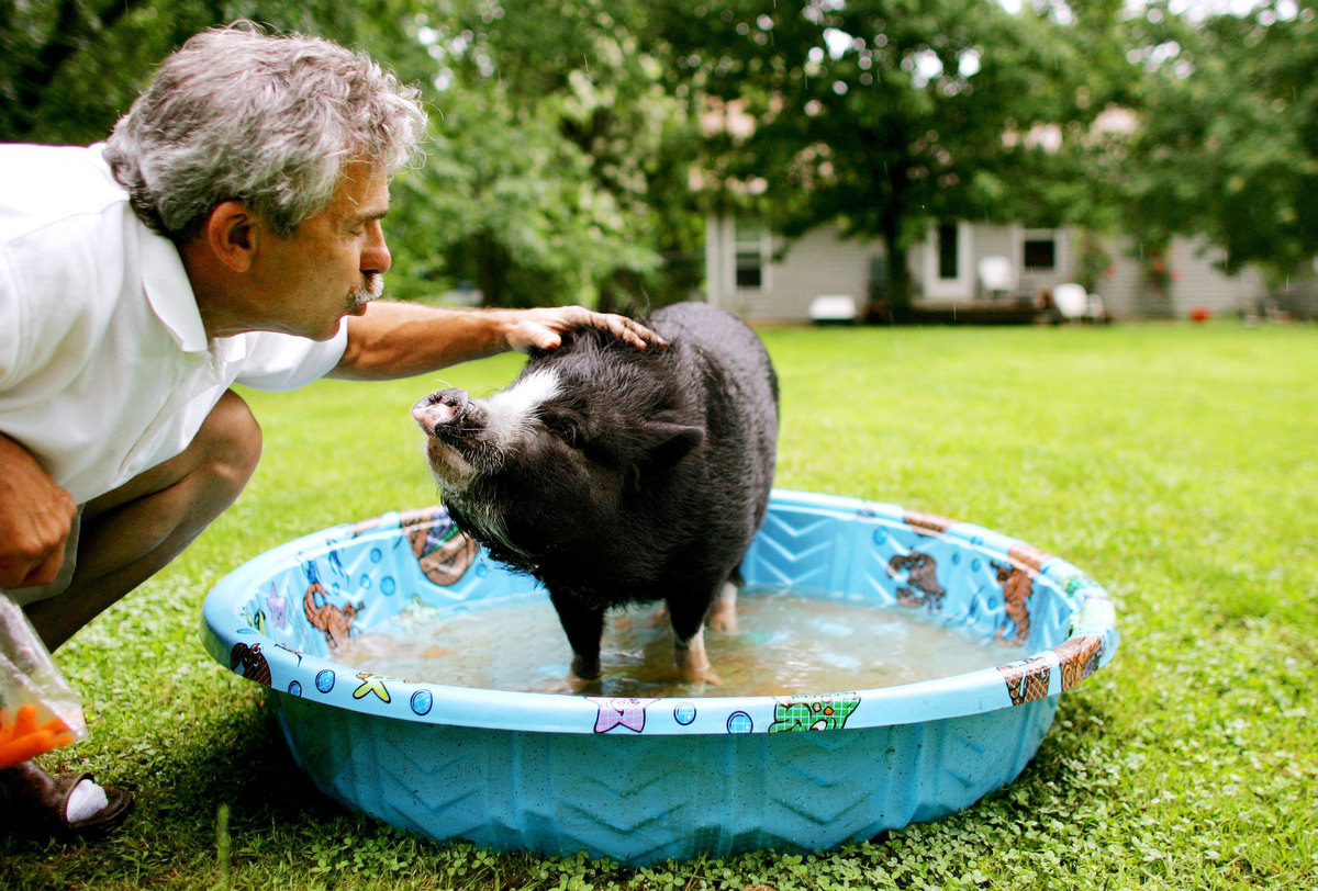 Chuck Hiatt gave a kiss to his pet Vietnamese Pot Bellied Pig “Bingley” as the two played outside in the pig's personal swimming pool at Hiatt's home in St. Clair, Mo. {quote}He's probably going to outlive me,{quote} he said. {quote}Guess that means he's going in my will.{quote}