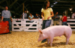 Emily Weinberg, 16, of Trenton, Ill. guided her Yorkshire hog around the show ring at the Madison County Fair in Highland, Ill. Weinberg had been showing hogs since 2006 at the fair. 