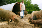 Karlios Hinkebein looked over his mixture of Tamworth, Chester White, Yorkshire, and Hampshire pigs at his farm in Cape Girardeau, Mo. Hinkebein supplies many of the high end restaurants in St. Louis with his hormone and antibiotic free pork. 