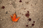 A freshly fallen leaf laid on the sidewalk near drops of blood from a previous night's fatal shooting in the Logan Square neighborhood of Chicago. 