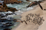A group of Humboldt penguins stood on the beach together at the Punta San Juan coastal reserve. About 6,000 of Peru's 25,000 endangered Humboldt penguins reside at Punta San Juan, where they have been known gather in clusters of 100 or more. 
