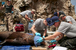 Dr. Adkesson and his team including MaryAnn Duda, a veterinary technician for the Brookfield Zoo, right, worked to collect body samples and measurements on a tranquilized South American sea lion. The team of eight people collected blood, urine, fur, and blubber samples for study and also checked the animal's eyes, heart rate, and weight before measuring and tagging its' fins.