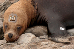 A South American sea lion with satellite transmitter glued to his head peered back to the beach as he headed towards the water follwing a medical check. The transmitter collects data on the animal's location, depth, and speed, as well as the temperature of the surrounding water, and transmits it back to a satellite in nearly real time. 