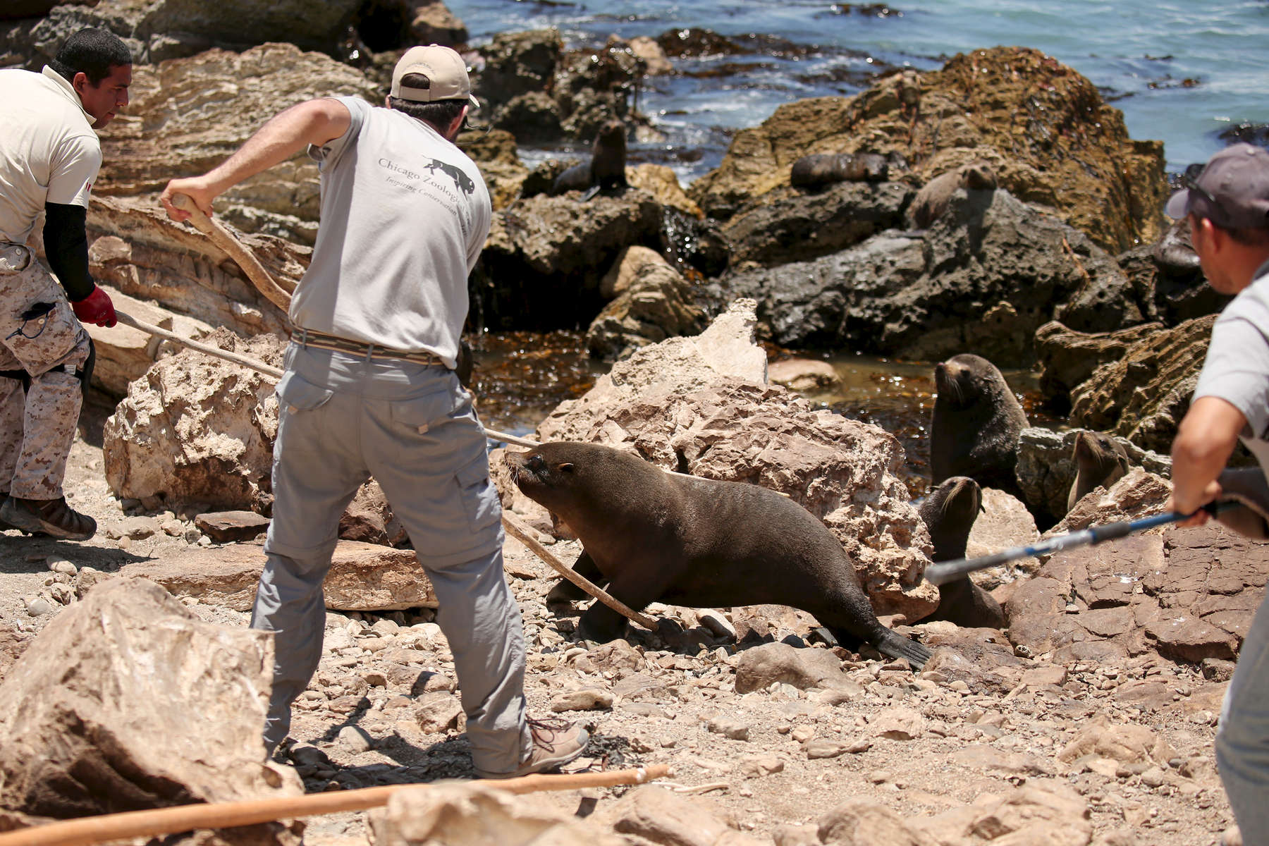 A team of animal care professionals from several organizations including the Brookfield Zoo and St. Louis Zoo used wooden poles to fend off an aggressive Peruvian fur seal as they work to sedate others in the colony.