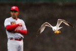 A gull flew with a piece of food through the infield during a lull in play at a game between the Chicago Cubs and the Cincinnati Reds at Wrigley Field in Chicago.