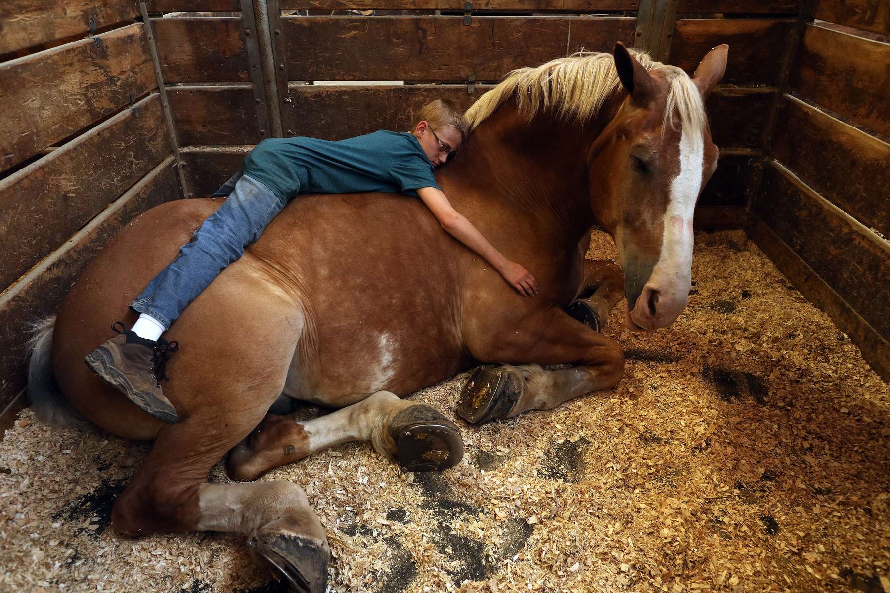 Ty Meyer, 12, laid atop his horse, Jake, a 12-year-old Belgian draft, as he slept in his stall in the horse barn during opening day at the Minnesota State Fair in St. Paul, Minn. 