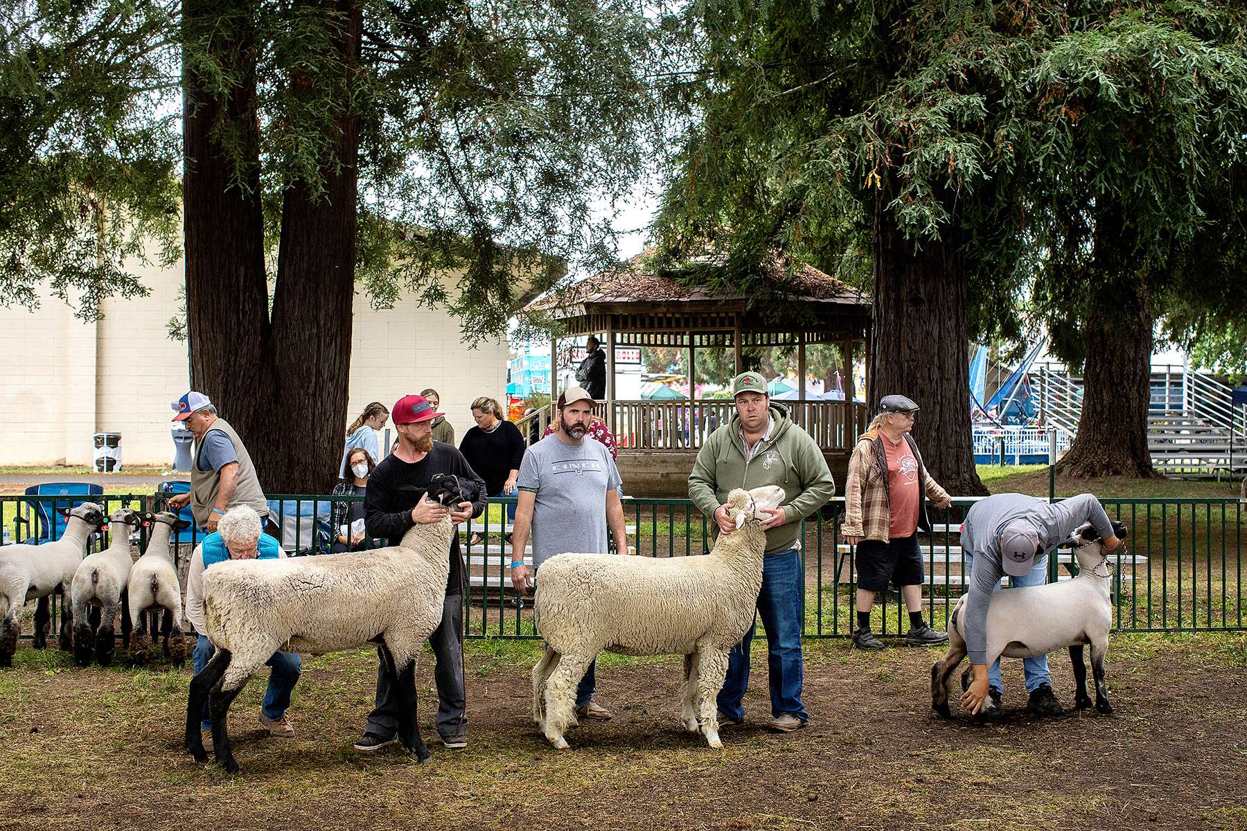 Competitors in the Supreme Grand Champion Ewe and Ram competition hold onto their animals for judging at the Mendocino County Fair and Apple Show at the Mendocino County Fairgrounds in Boonville, California on September 18, 2021. The event, started in 1924, has remained an old-time harvest festival with several animal competitions throughout the three-day fair. 