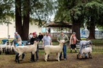 Competitors in the Supreme Grand Champion Ewe and Ram competition hold onto their animals for judging at the Mendocino County Fair and Apple Show at the Mendocino County Fairgrounds in Boonville, California on September 18, 2021. The event, started in 1924, has remained an old-time harvest festival with several animal competitions throughout the three-day fair. 