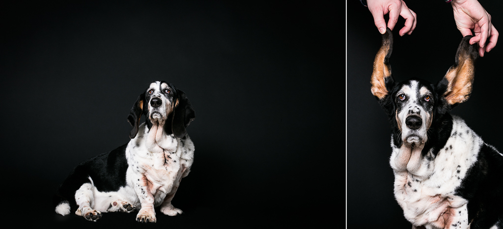 Otis, a 12 year old pure bread Basset hound (trip color), sits for a portrait for Vermont photographer Judd Lamphere's portrait series, {quote}Old Dogs{quote}