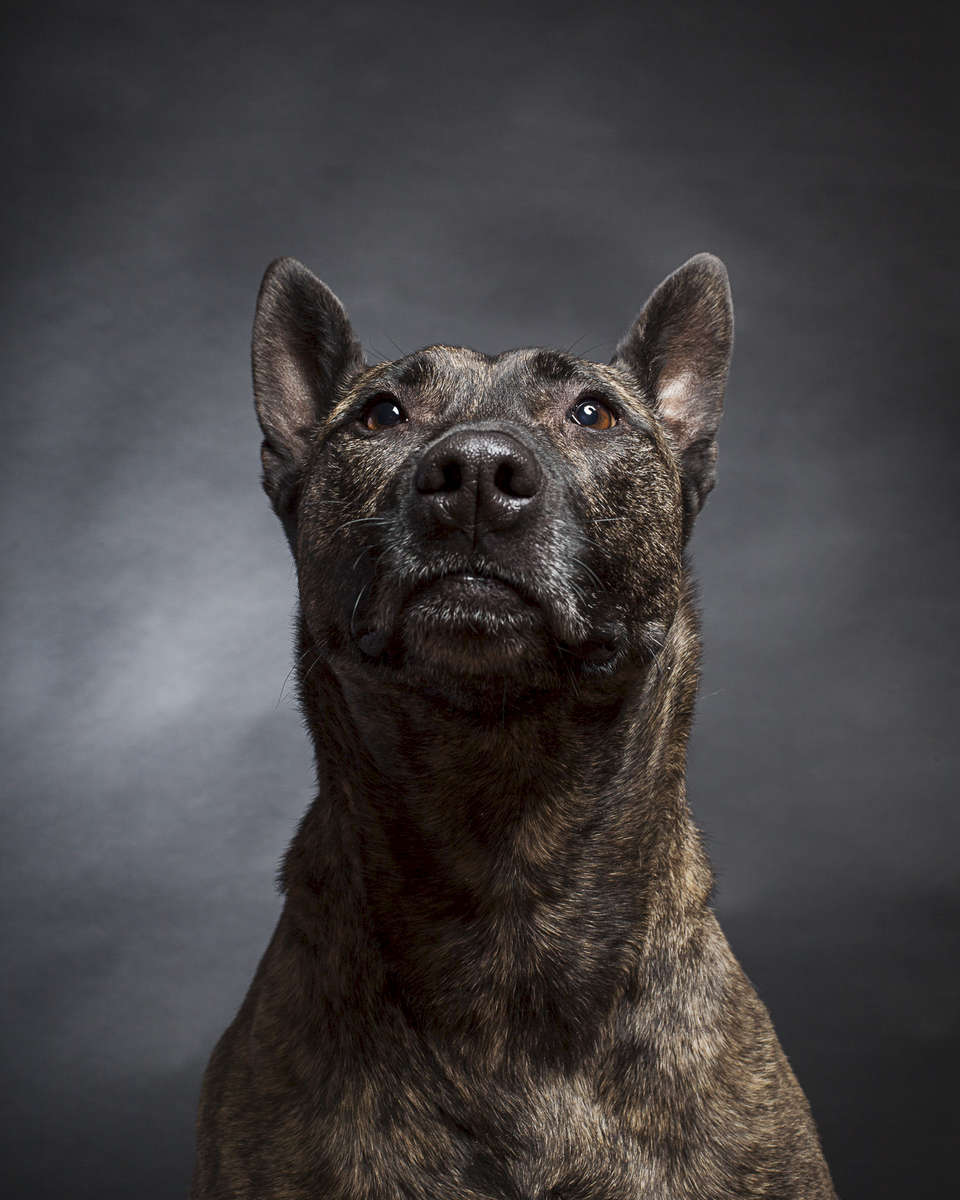Old dogs photographed at Reciprocity Studio in Burlington by Vermont photographer Judd Lamphere