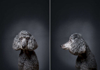 Gina is a thirteen-year-old retired therapy dog.  Photographed at Reciprocity Studio in Burlington by Vermont photographer Judd Lamphere