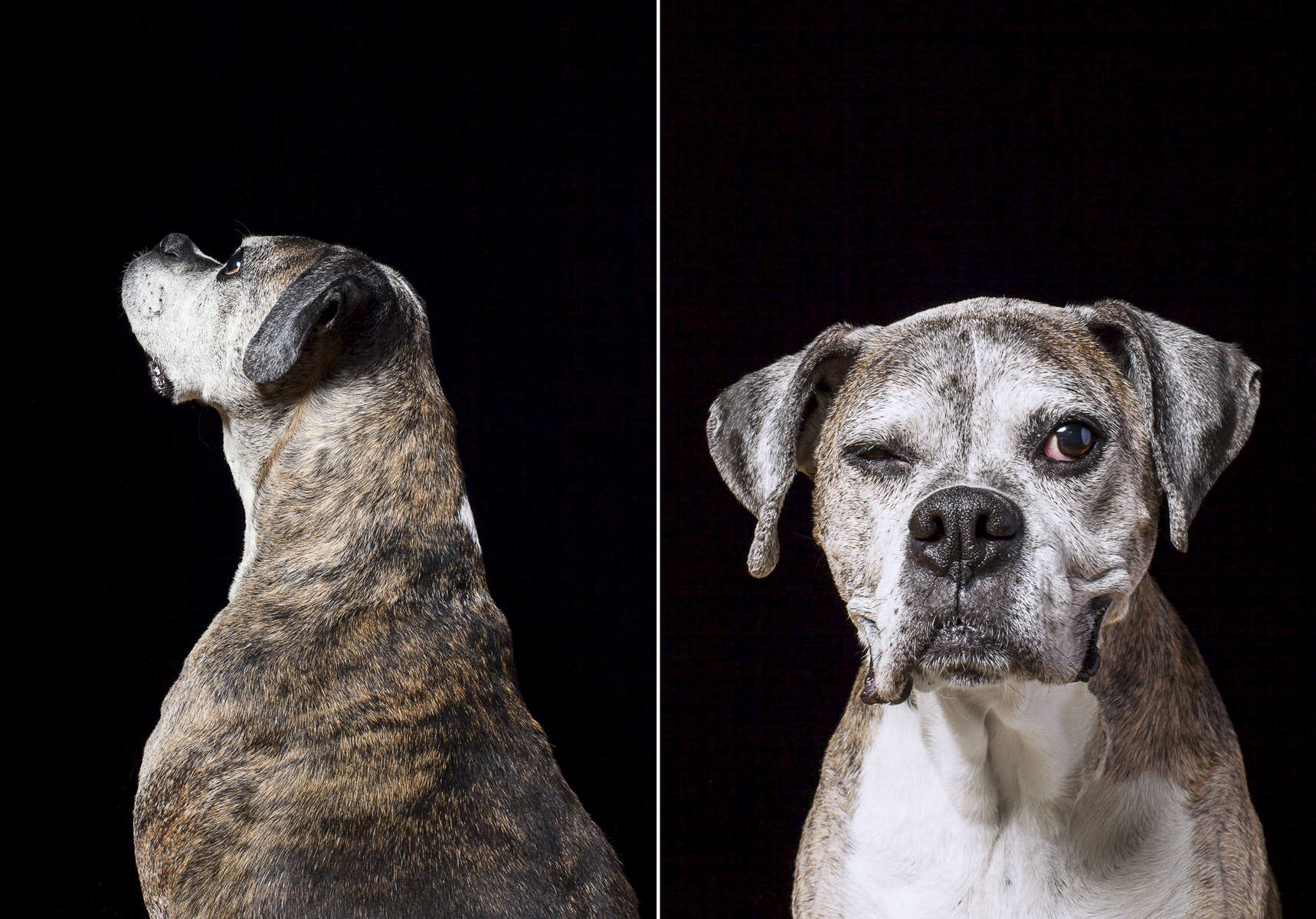 Lulu, an 11-year-old Boxer.  Photographed at Reciprocity Studio in Burlington by Vermont photographer Judd Lamphere