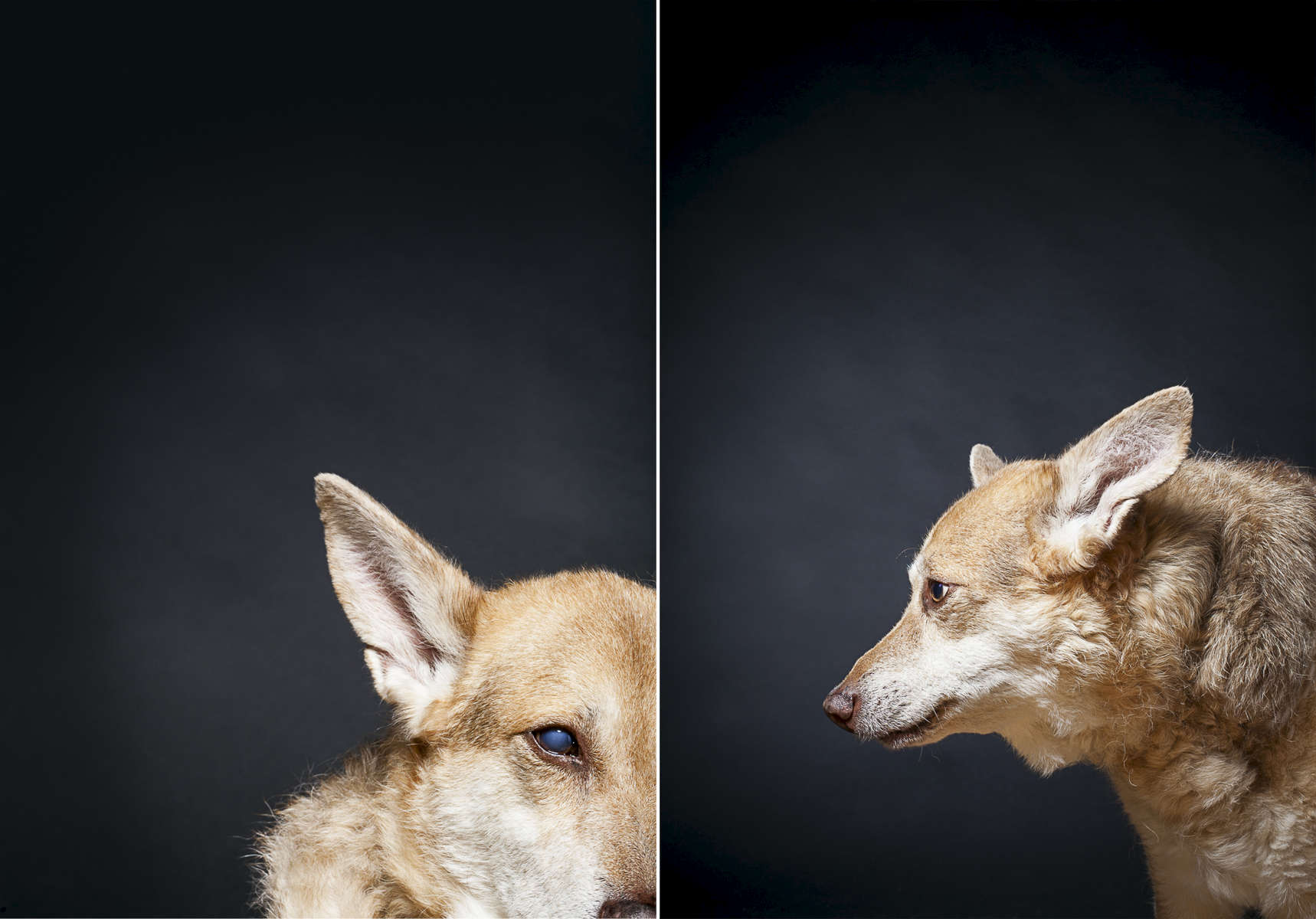 Cokie is a 11 year old Shepard, the runt of the litter.  Photographed at Reciprocity Studio in Burlington by Vermont photographer Judd Lamphere