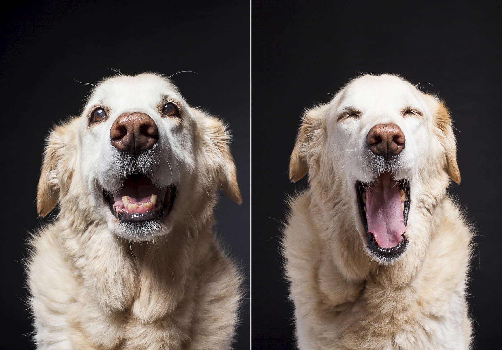 Molly, a 12 year-old Golden Labrador. Photographed at Reciprocity Studio in Burlington by Vermont photographer Judd Lamphere