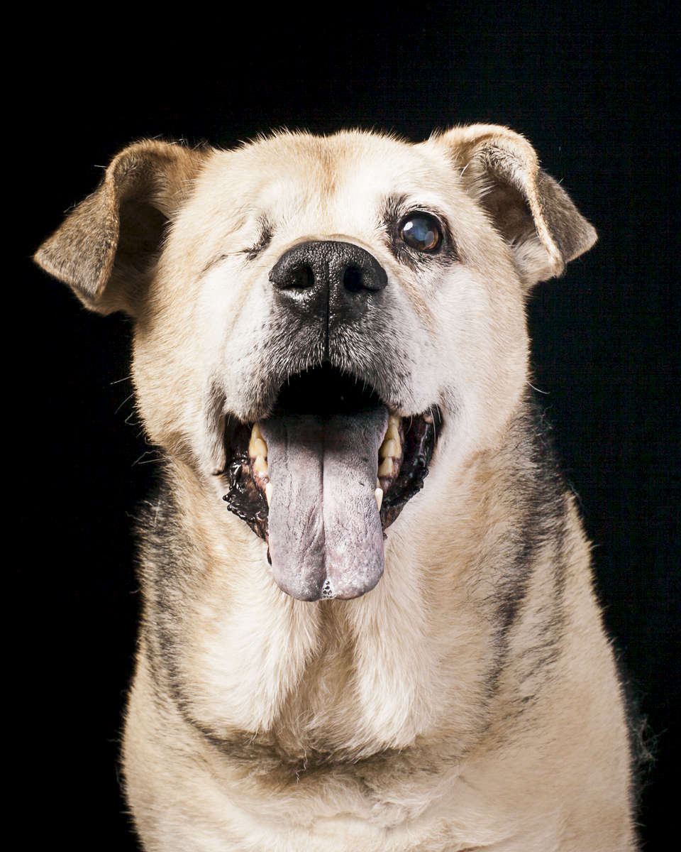 Ollie, a 13 year old mutt.  Photographed at Reciprocity Studio in Burlington by Vermont photographer Judd Lamphere