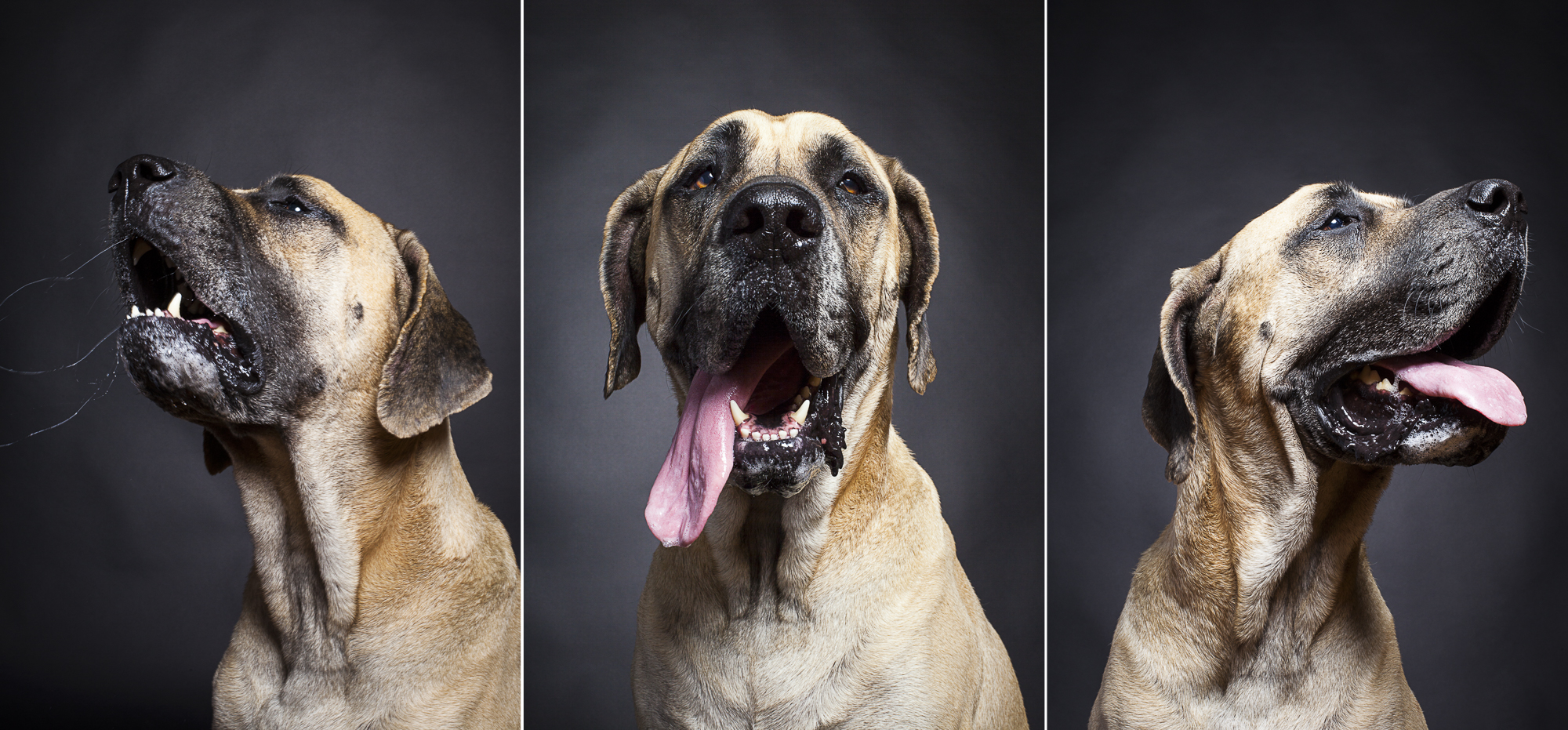 Oliver is a 5 year-old Mastiff/Great Dane mix.  Photographed at Reciprocity Studio in Burlington by Vermont photographer Judd Lamphere