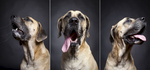 Oliver is a 5 year-old Mastiff/Great Dane mix.  Photographed at Reciprocity Studio in Burlington by Vermont photographer Judd Lamphere