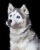Spy, a 15-year-old Husky.  Photographed at Reciprocity Studio in Burlington by Vermont photographer Judd Lamphere