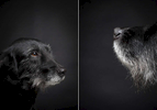 Jackson, an 11-year old mutt.  Photographed at Reciprocity Studio in Burlington by Vermont photographer Judd Lamphere